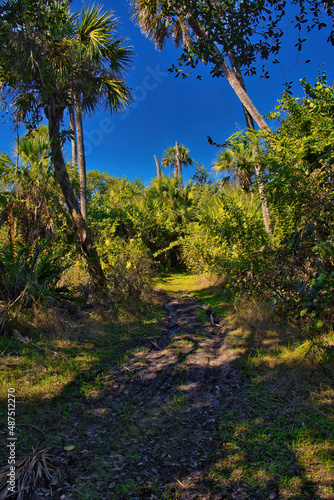 Hiking trail in Mangrove forest in Sebastian Inlet Stae Park Florida