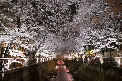 明るく照らされる夜の桜並木