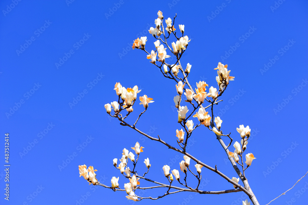 In spring, under the background of blue sky, magnolia trees bloom beautiful magnolias