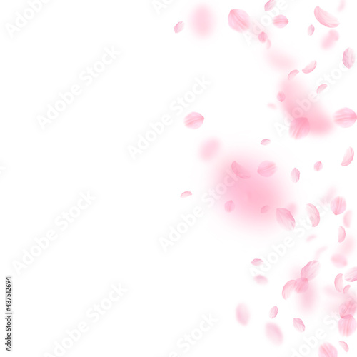 Sakura petals falling down. Romantic pink flowers gradient. Flying petals on white square background. Love, romance concept. Actual wedding invitation.