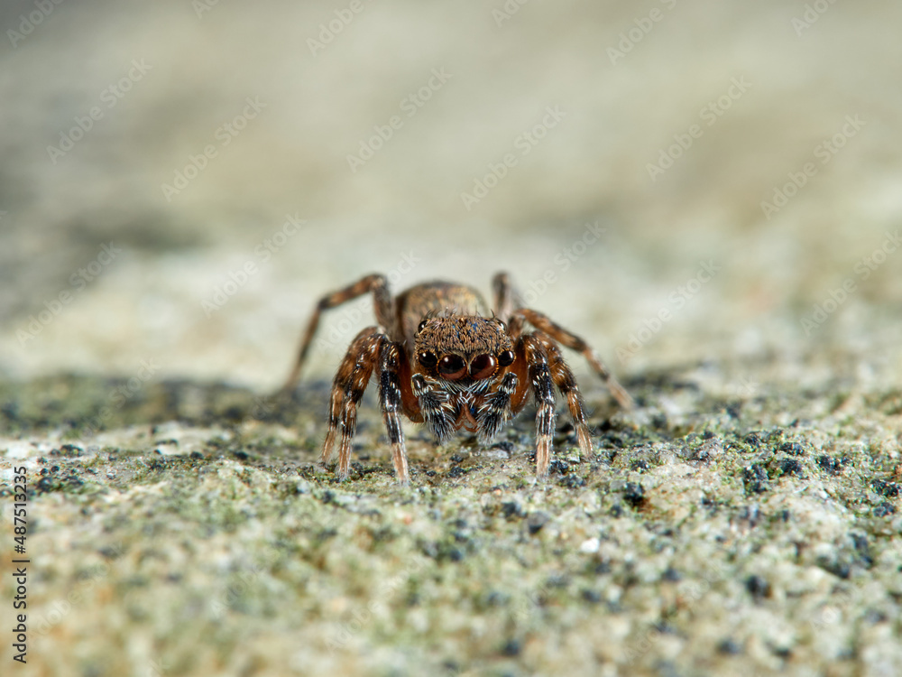 Jumping spider. Cyrba algerina Jumping spider. Cyrba algerina