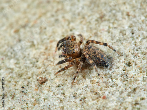 Jumping spider. Cyrba algerina