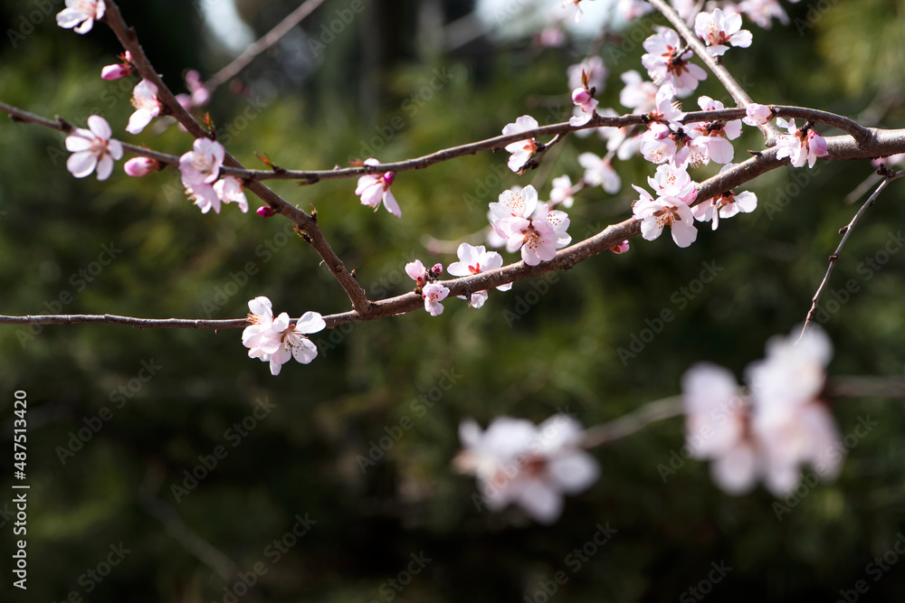 In spring, against a blue sky. A view of the city park in full bloom In spring, against a blue sky. A view of the city park in full bloom