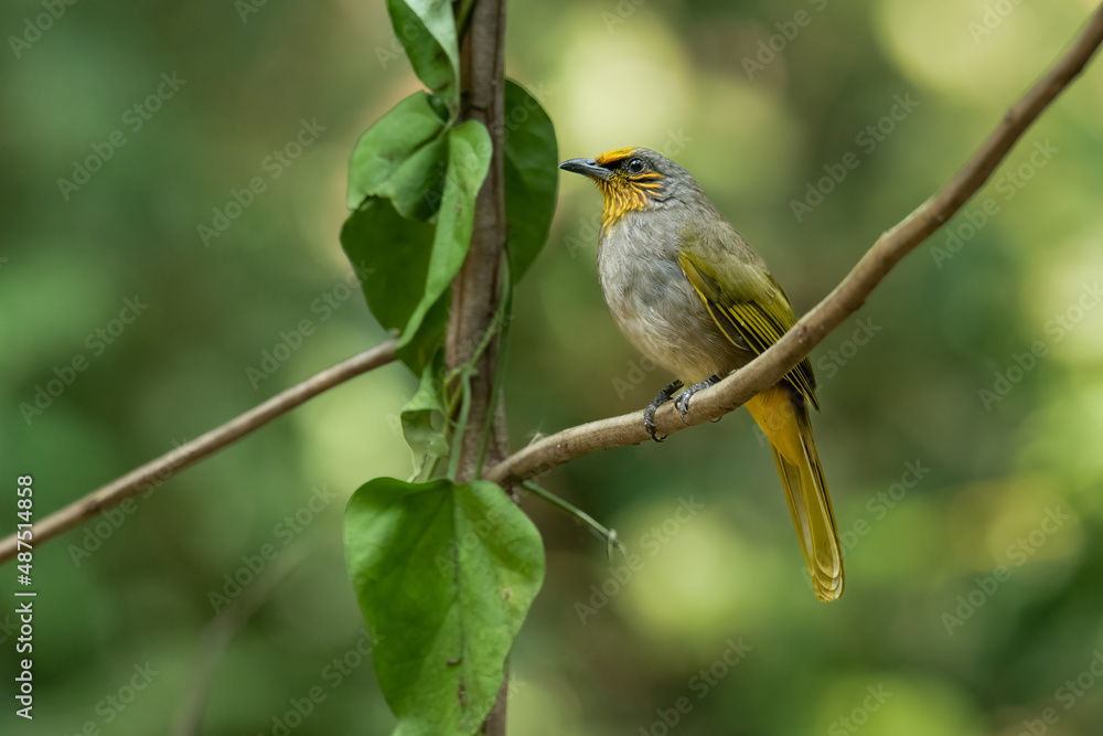 Stripe-throated Bulbul perching on tree branch Stripe-throated Bulbul perching on tree branch