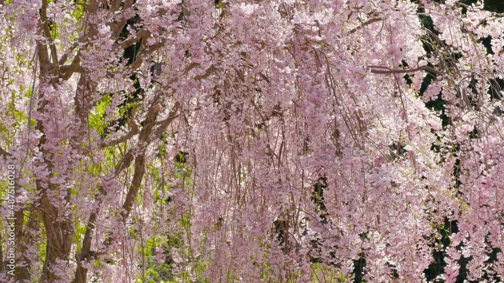 高見の郷のしだれ桜 奈良県 (固定撮影) 高見の郷のしだれ桜 奈良県 (固定撮影)