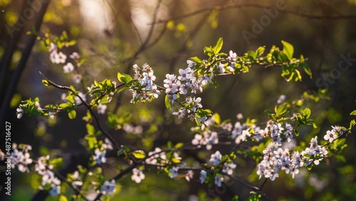 Wiosenne kwiaty kwitną na drzewach