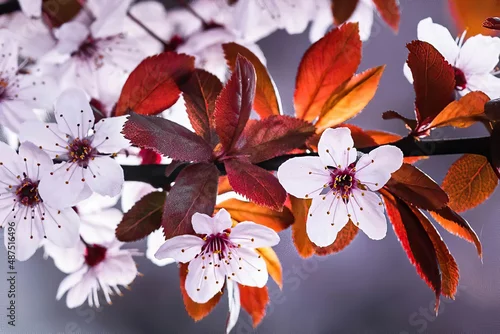 Fototapeta Wiosenne kwiaty kwitną na drzewach
