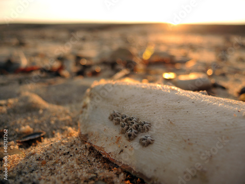 Tintenfisch mit Seepocken im Sand photo