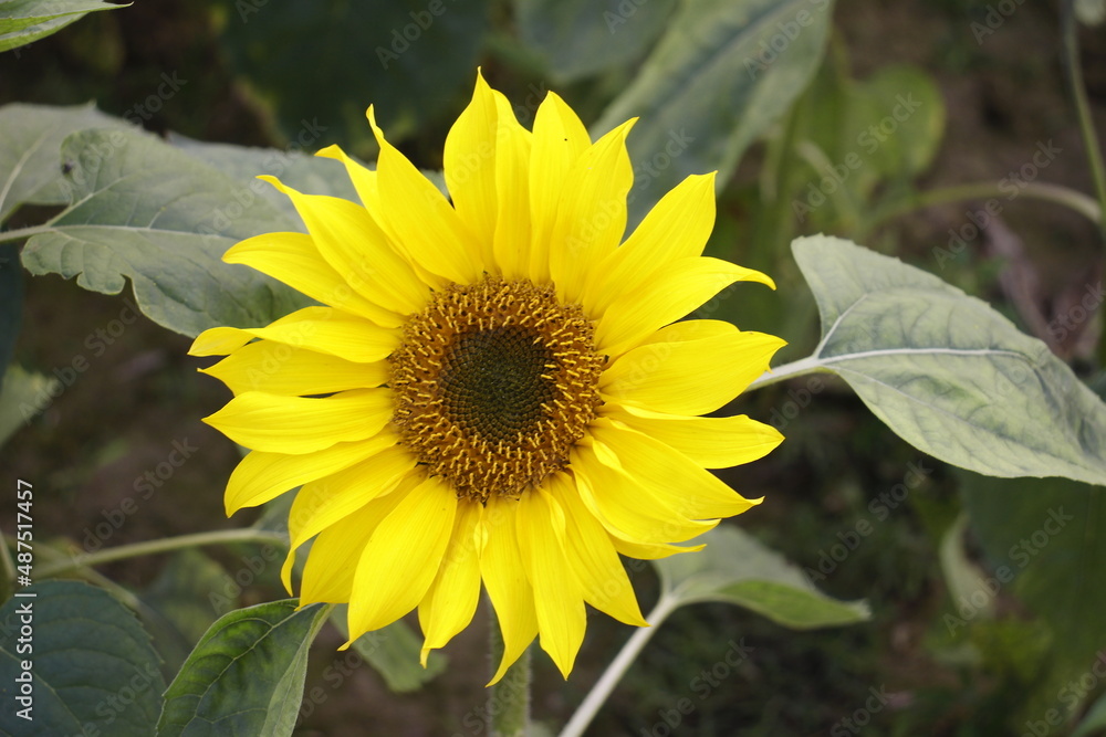 Obraz premium sunflower in the garden