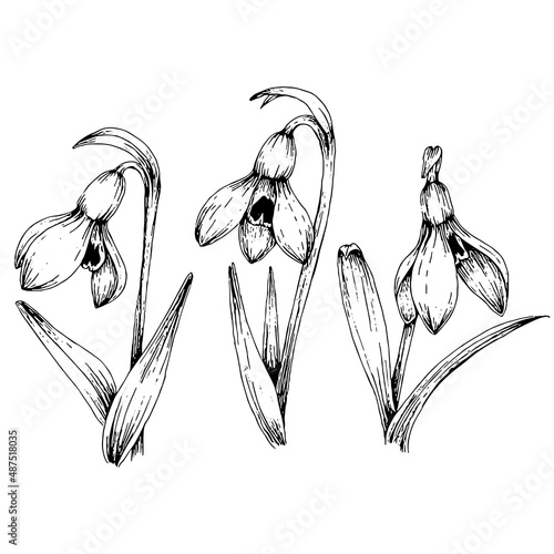hand drawn illustration of snowdrop flowers in engraved style, isolated on white background