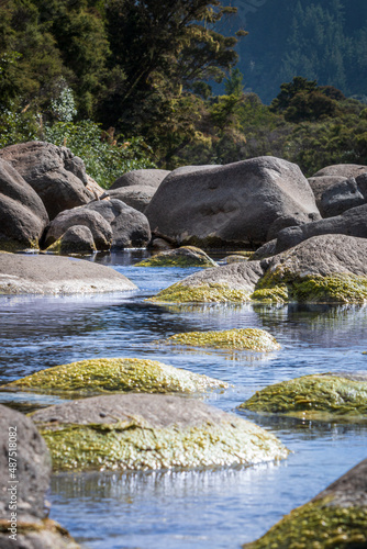 mountain river in the forest