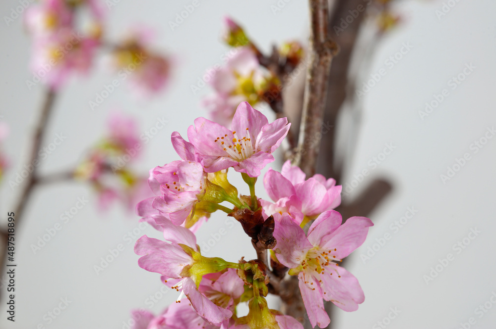 Naklejka premium 桜