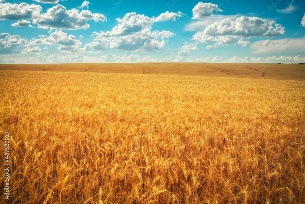 Golden wheat field and blue sky with white clouds. Beautiful summer landscape.