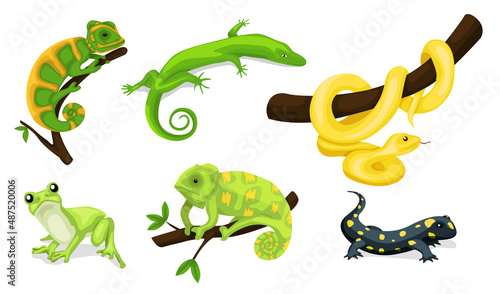 Reptile vector animal reptilian character. Serpent, reptile and amphibians, frog, iguana and python vector illustration set. Cartoon exotic amphibian and reptiles