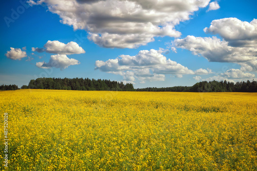 Beautiful landscape with field of yellow canola or rapeseed flowers and blue cloudy sky. Brassica napus. Springtime.