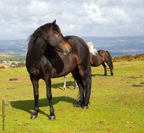 ponies dartmoor devon england uk