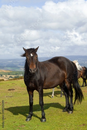 ponies dartmoor devon england uk