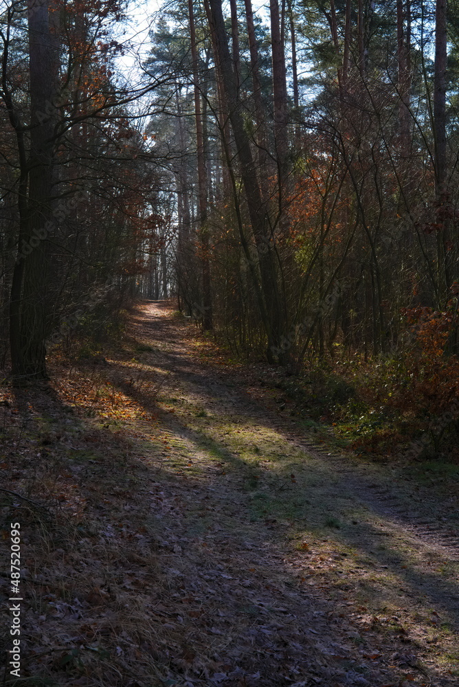 Fototapeta premium Colorful leaves in the forest in a spring morning 