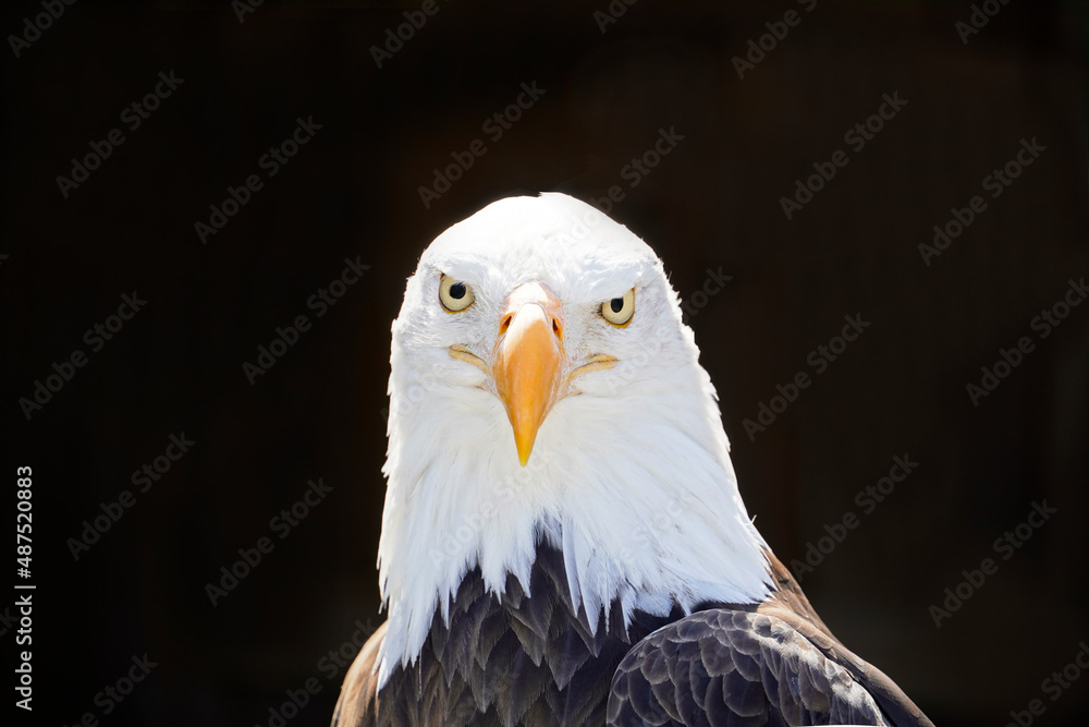Obraz premium Portrait of a bald eagle with black background. Contrast-rich picture. Close-up of eagle. Large bird of prey. Haliaeetus leucocephalus