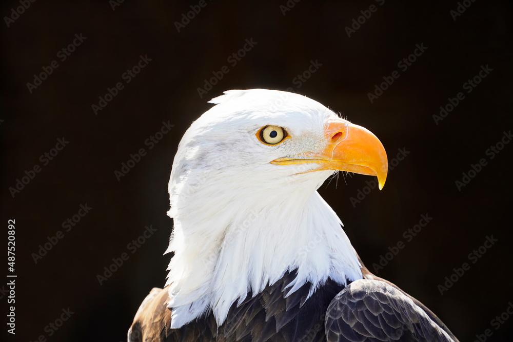 Portrait of a bald eagle with black background. Contrast-rich picture. Close-up of eagle. Large bird of prey. Haliaeetus leucocephalus Portrait of a bald eagle with black background. Contrast-rich picture. Close-up of eagle. Large bird of prey. Haliaeetus leucocephalus