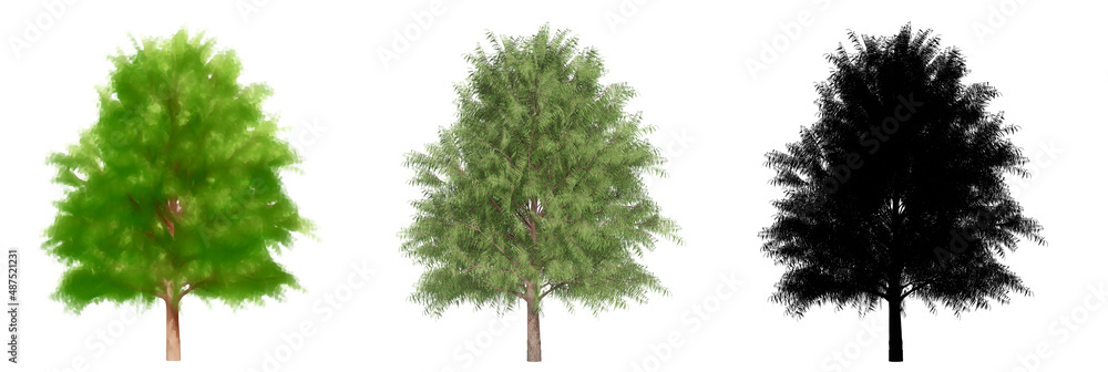 Fototapeta premium Set or collection of Australian Willow trees, painted, natural and as a black silhouette on white background. Concept or conceptual 3d illustration for nature, ecology and conservation, endurance