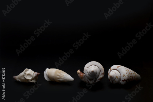 Closeup bright white snail shells black background