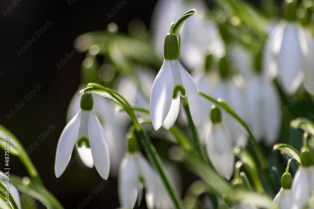 First spring snowdrops flowers with pollen and nectar for seasonal honey bees in february with white petals and white blossoms in macro view with nice bokeh and a lot copy space First spring snowdrops flowers with pollen and nectar for seasonal honey bees in february with white petals and white blossoms in macro view with nice bokeh and a lot copy space