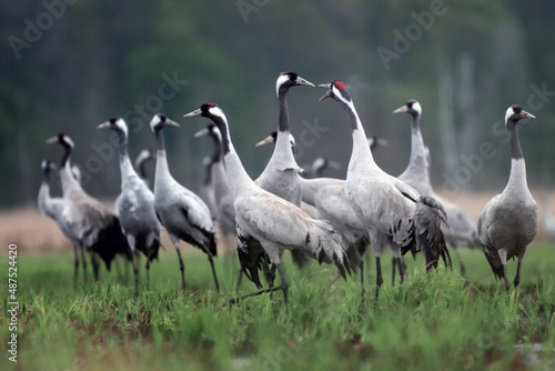 Common crane (Grus grus) in the wild. Early morning on swamp erens.