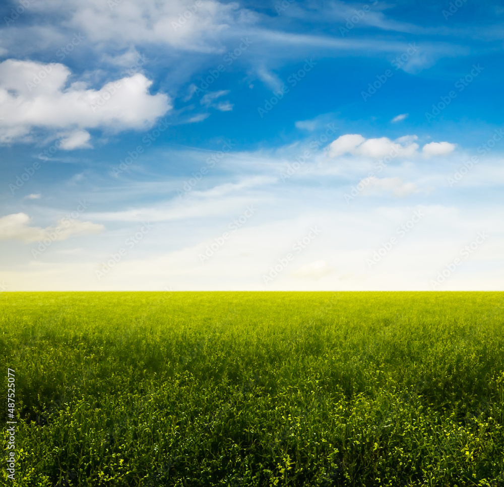 beautiful summer fields