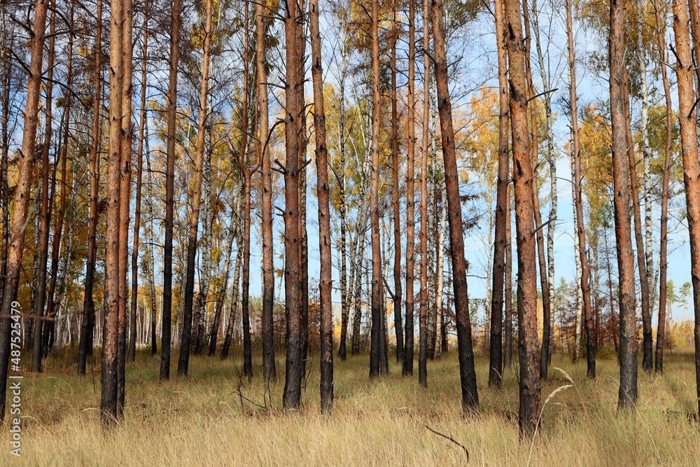 Burned woods after fire. Charred birch and pine trees in autumn. Scorched fire-damaged mixed forest with dry grass and blue sky. Burned woods after fire. Charred birch and pine trees in autumn. Scorched fire-damaged mixed forest with dry grass and blue sky.