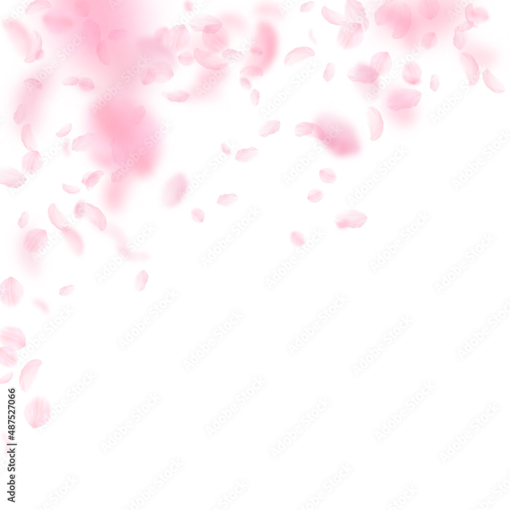 Sakura petals falling down. Romantic pink flowers falling rain. Flying petals on white square background. Love, romance concept. Magnificent wedding invitation.