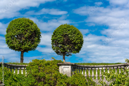 Trimmed trees against the blue sky..