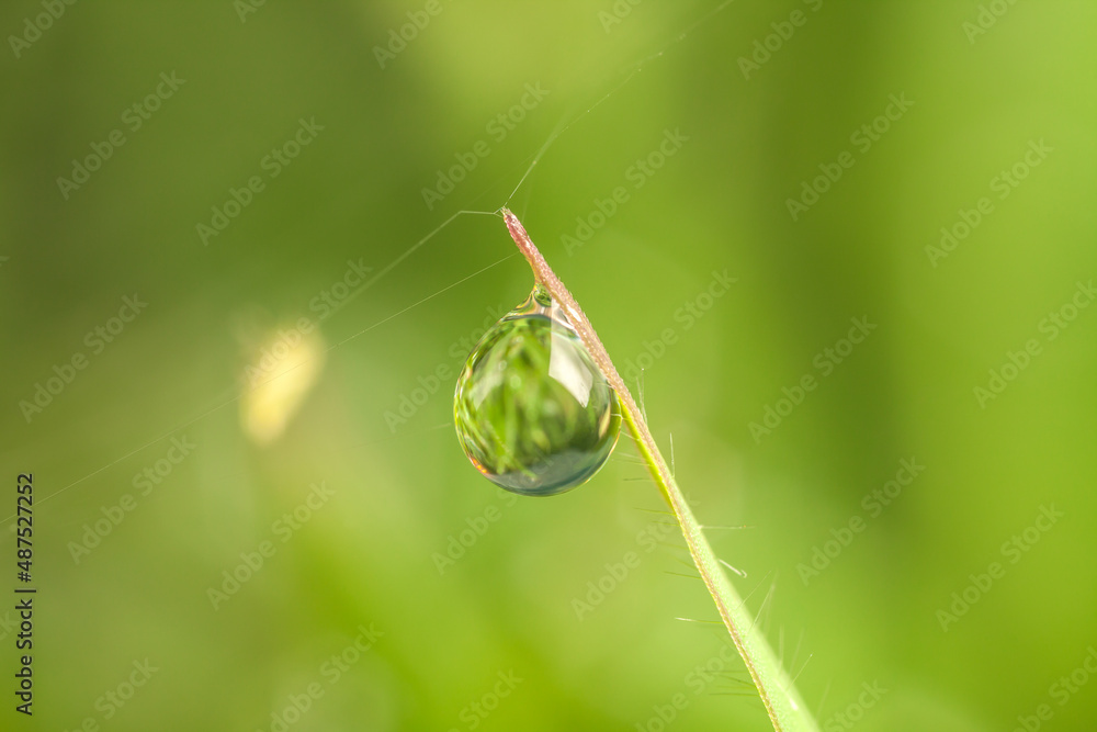 leaf with dew drops leaf with dew drops