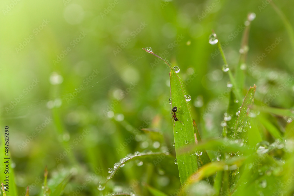 dew on grass dew on grass