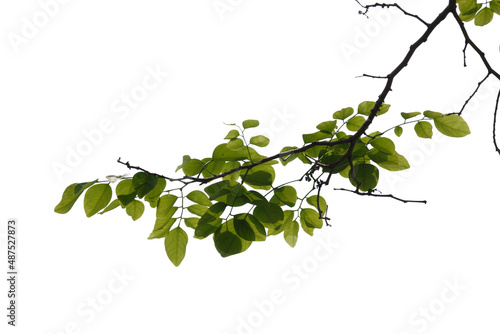 Leinwand Poster Green tree branch isolated on white background