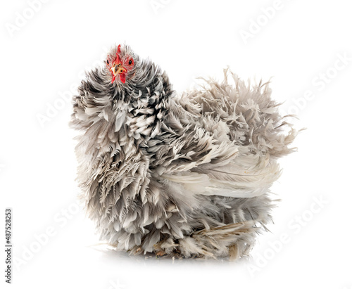 Canvastavla Pekin Bantam in studio