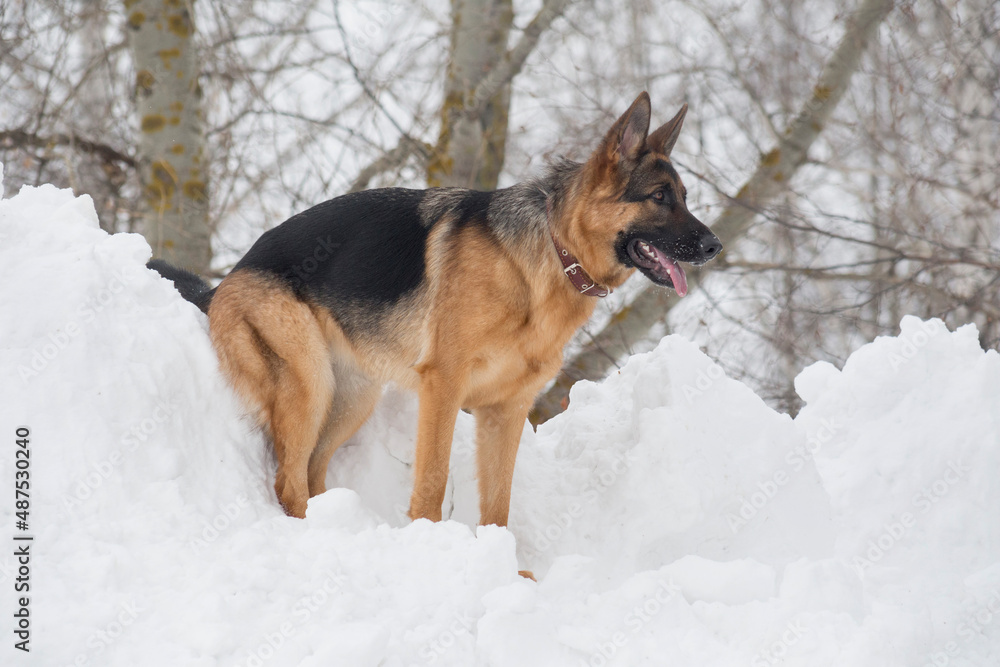 German shepherd dog puppy is standing on a white snow in the winter park. Pet animals. Purebred dog. German shepherd dog puppy is standing on a white snow in the winter park. Pet animals. Purebred dog.