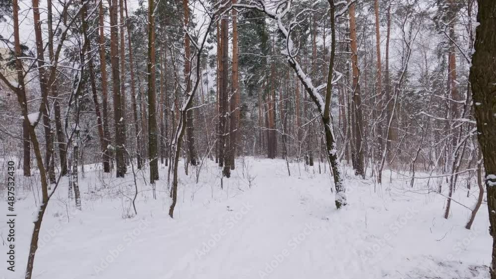 Section of winter pine and deciduous forest during snowfall Section of winter pine and deciduous forest during snowfall