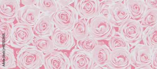 Rose Background - Beautiful Rose Pattern - Flower Backdrop