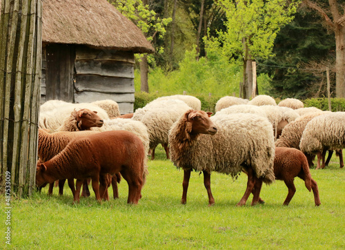 flok of sheep in Bokrijk, Genk, Belgium