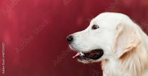 profile of a golden retriever on a burgundy background