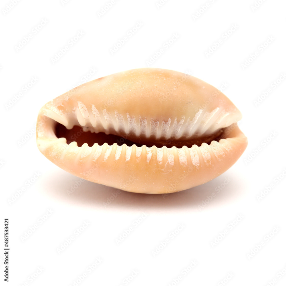 Fauna of Atlantic ocean around Gran Canaria - small cowrie shell, or money shell, isolated Fauna of Atlantic ocean around Gran Canaria - small cowrie shell, or money shell, isolated