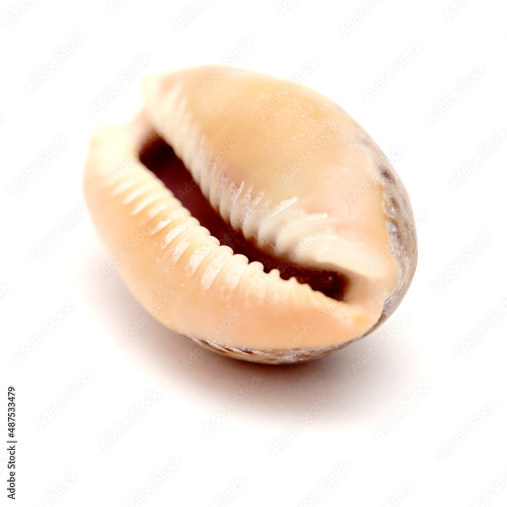 Fauna of Atlantic ocean around Gran Canaria - small cowrie shell, or money shell, isolated Fauna of Atlantic ocean around Gran Canaria - small cowrie shell, or money shell, isolated