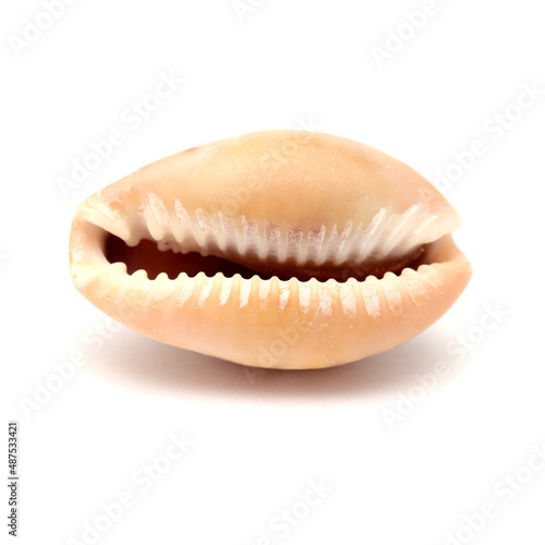 Fauna of Atlantic ocean around Gran Canaria - small cowrie shell, or money shell, isolated