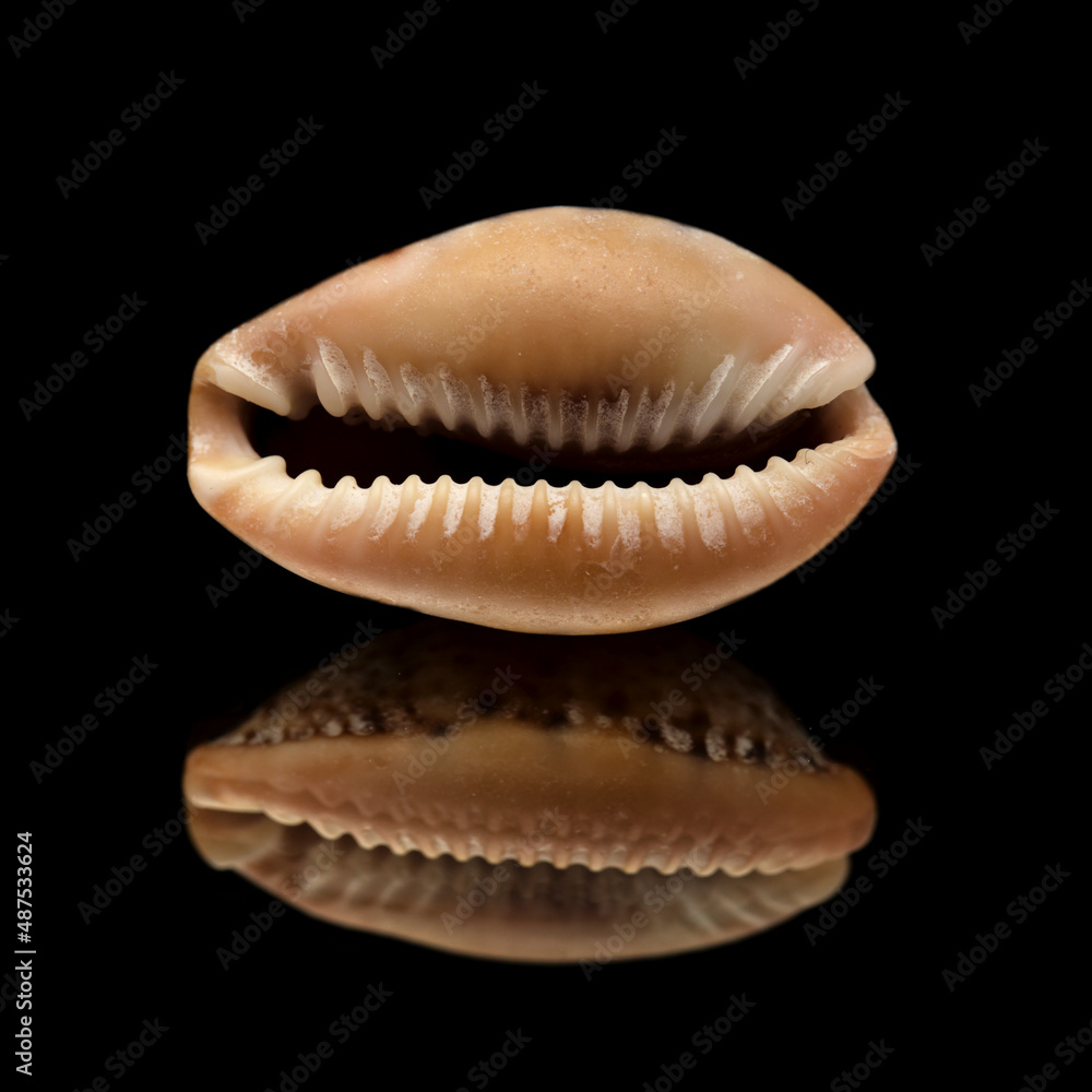 Fauna of Atlantic ocean around Gran Canaria - small cowrie shell, or money shell, isolated Fauna of Atlantic ocean around Gran Canaria - small cowrie shell, or money shell, isolated