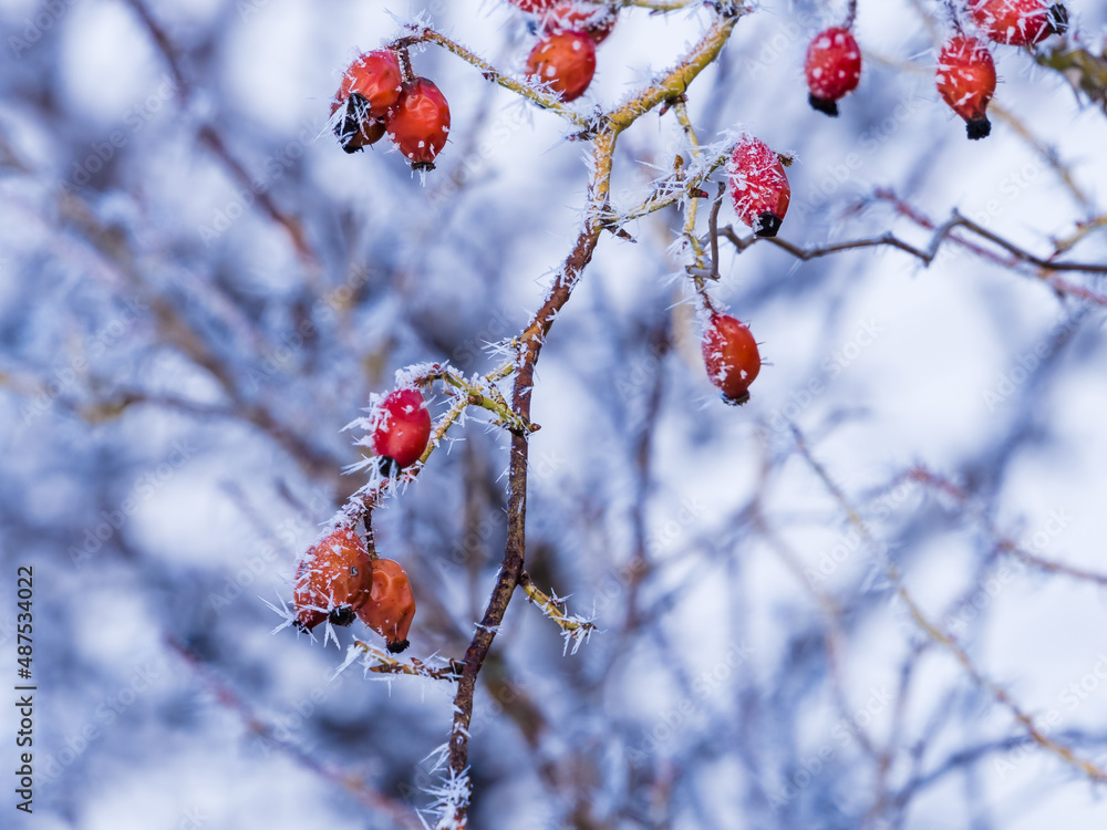 Rowan clusters on the branches covered with ice and snow, stock photo. Red rowan in winter Rowan clusters on the branches covered with ice and snow, stock photo. Red rowan in winter