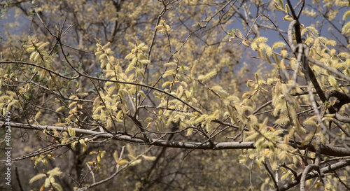 Flora of Gran Canaria -  Salix canariensis, Canary Islands willow, soft light yellow catkins flowering in winter
 photo