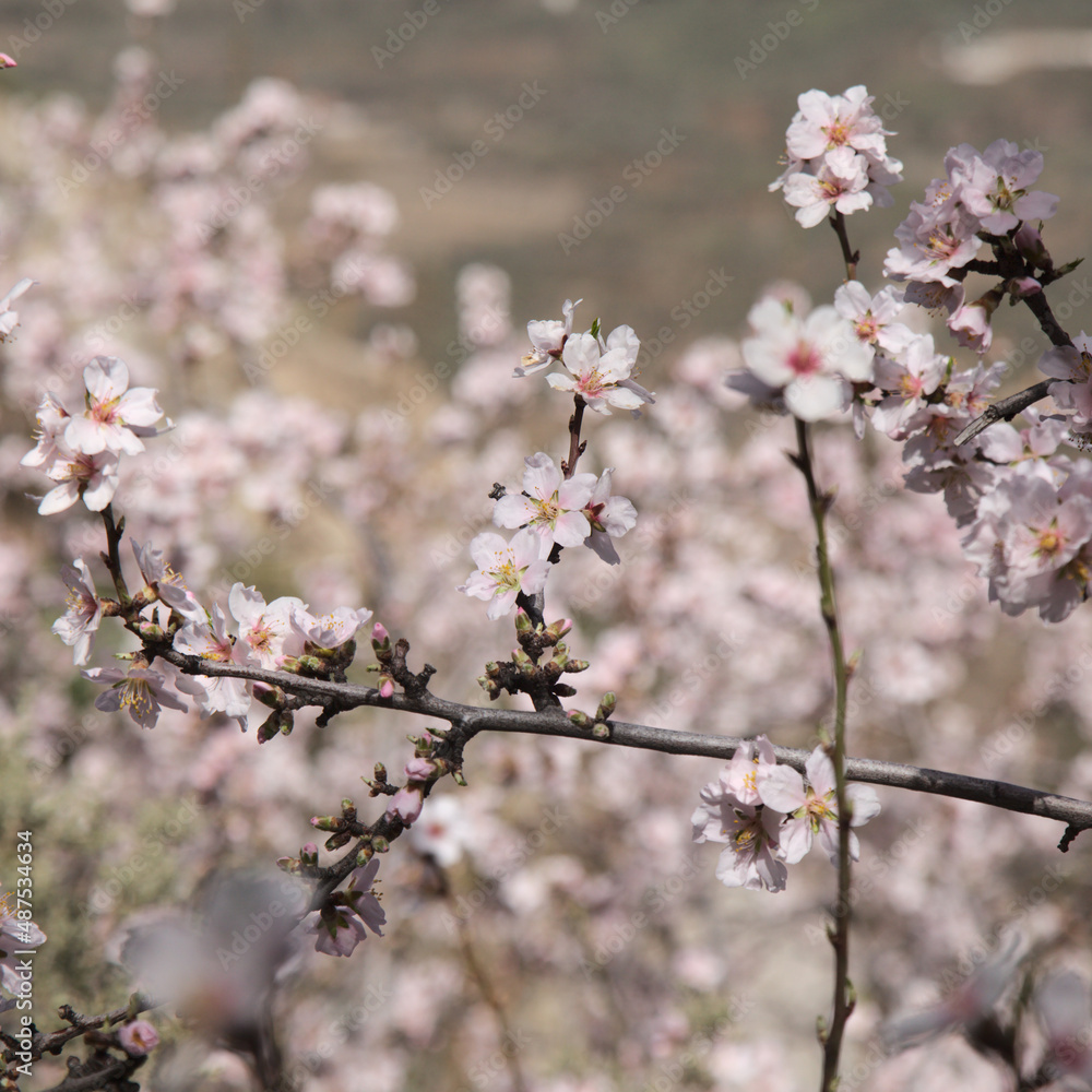 Horticulture of Gran Canaria - almond trees blooming in Tejeda in January Horticulture of Gran Canaria - almond trees blooming in Tejeda in January