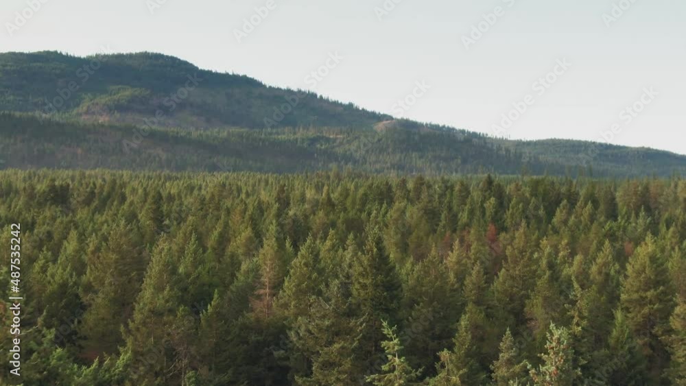 Drone flight over fir trees, against the background of the sky and mountains with forest. Drone flight over fir trees, against the background of the sky and mountains with forest.