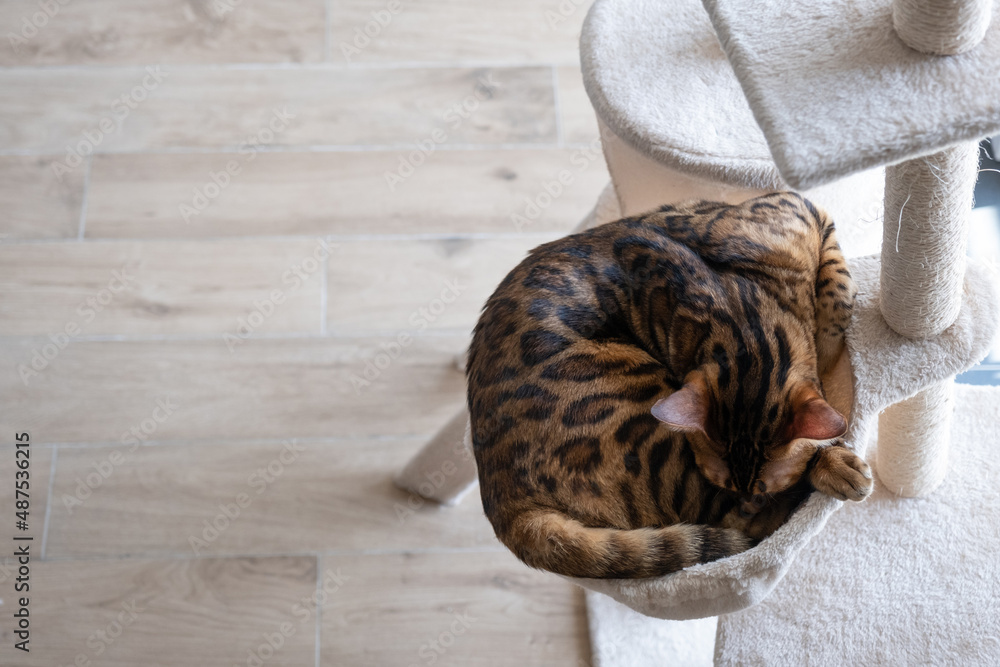 Obraz premium Portrait of a sleeping bengal cat. Cat in the home interior. Animal and lifestyle concept